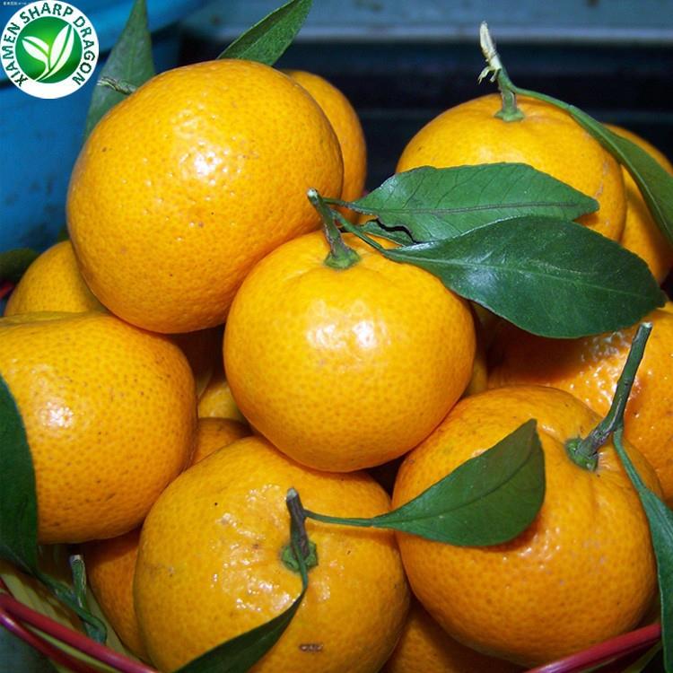 best mandarin oranges best mandarin oranges