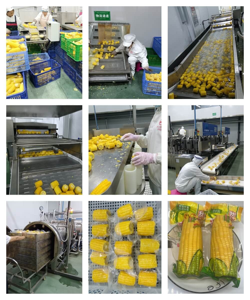 Ready-to-Eat Corn Processing Process Ready-to-eat corn processing process for vacuum packed sweet corn production