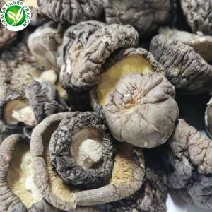 Αποξηραμένα μανιτάρια Shiitake κοντά μου