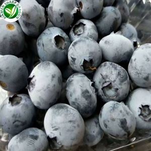 Iqf Προμηθευτές Blueberry