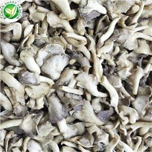 Pleurotus Ostreatus
